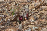 Skunk cabbage